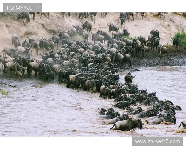 体育科技与动物保护联动,追踪技术监测野生动物迁徙路线 体育科技与动物保护联动,追踪技术监测野生动物迁徙路线
